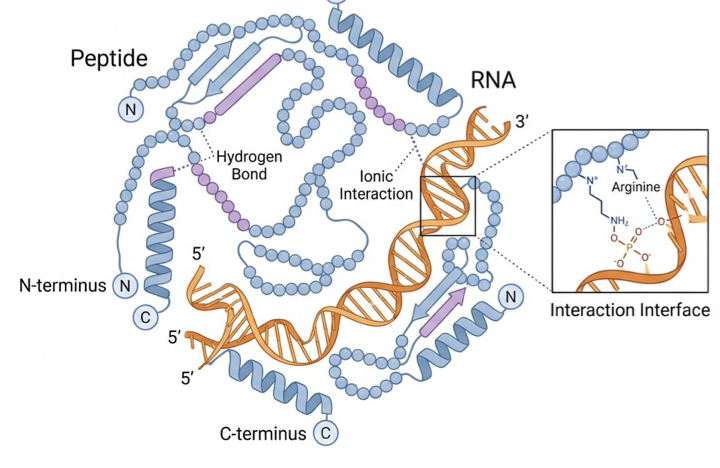 Peptide-RNA complex illustration